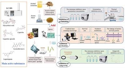 Inhibitory effect of licorice extract on the germination and outgrowth of Paraclostridium bifermentans spores